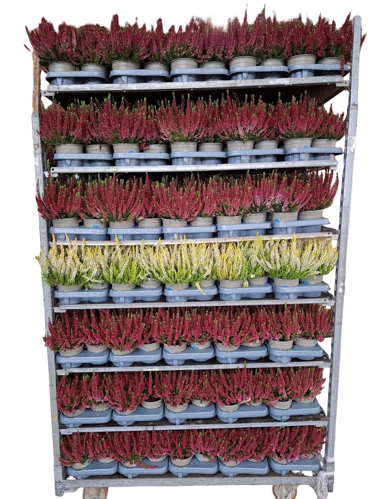 Callu B-l Mixk 13Ø 25cm