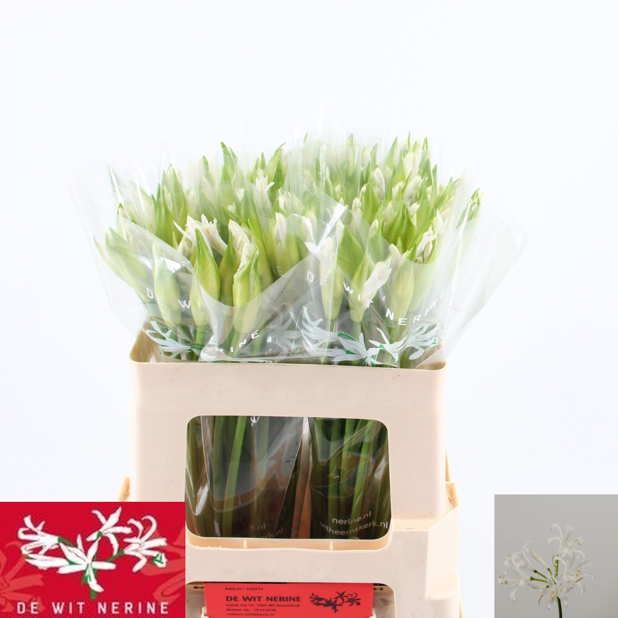 Nerine Biancaneve 50cm