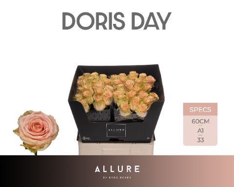 Rosa Doris Day 60cm