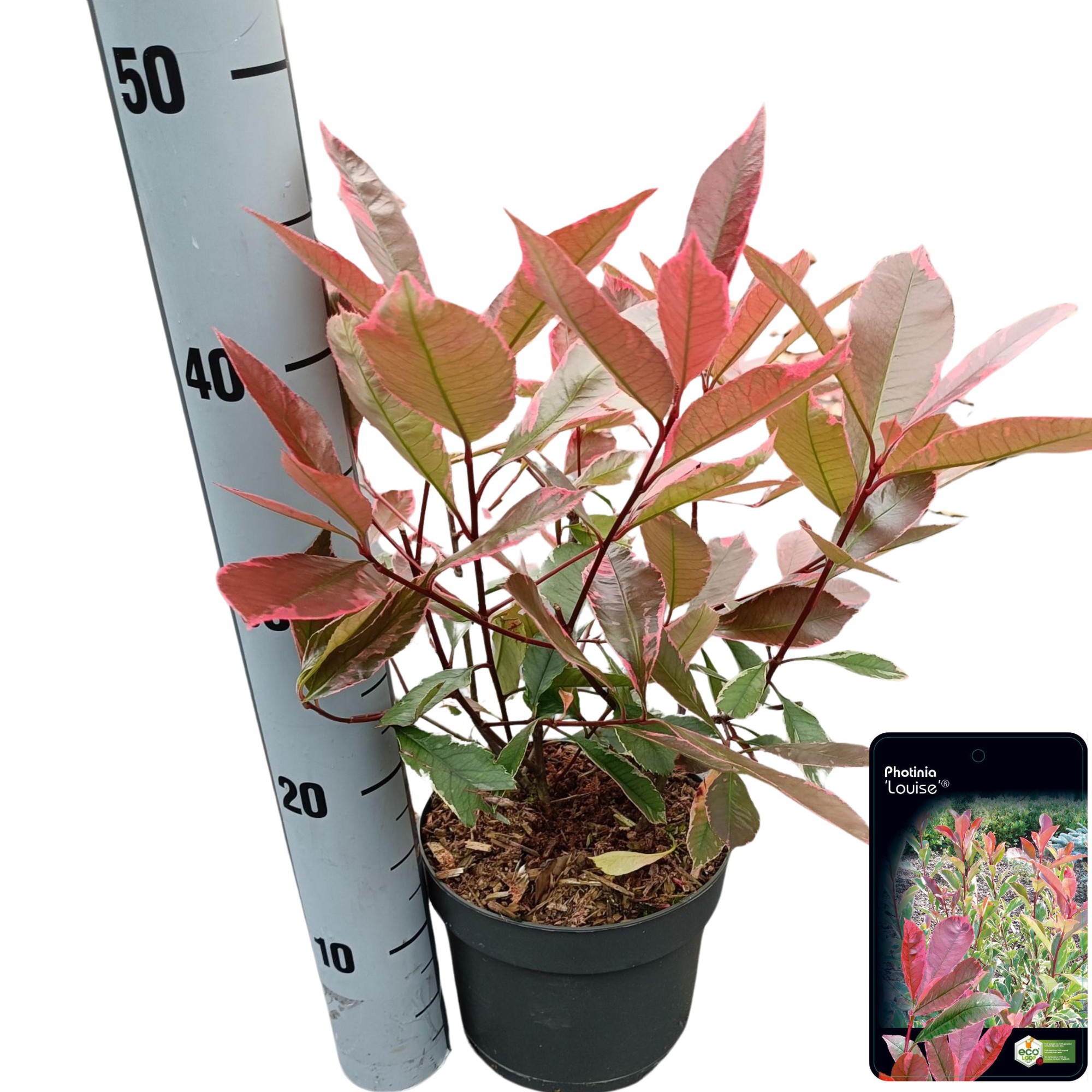 Picture of Photinia fraseri 'Louise' ® C2