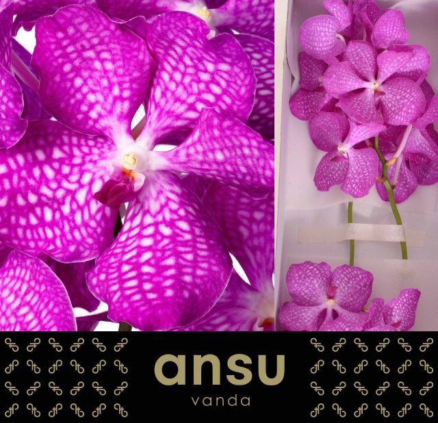 Vanda Kan Mag Pink