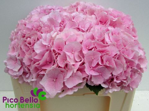 Hydrangea Verena Pink 50cm 16Ø