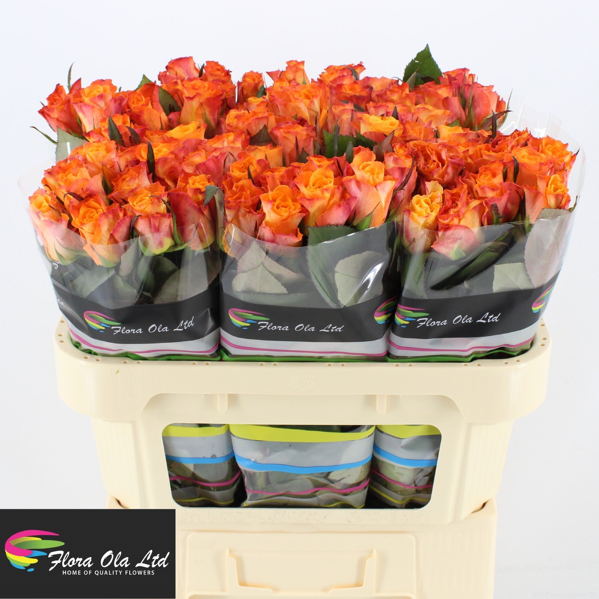 Rosa Mariyo! 70cm