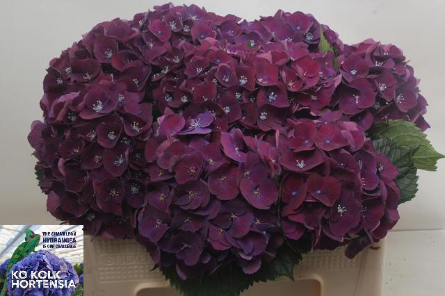 Hydrangea Mon Amour Purple 50cm 14Ø