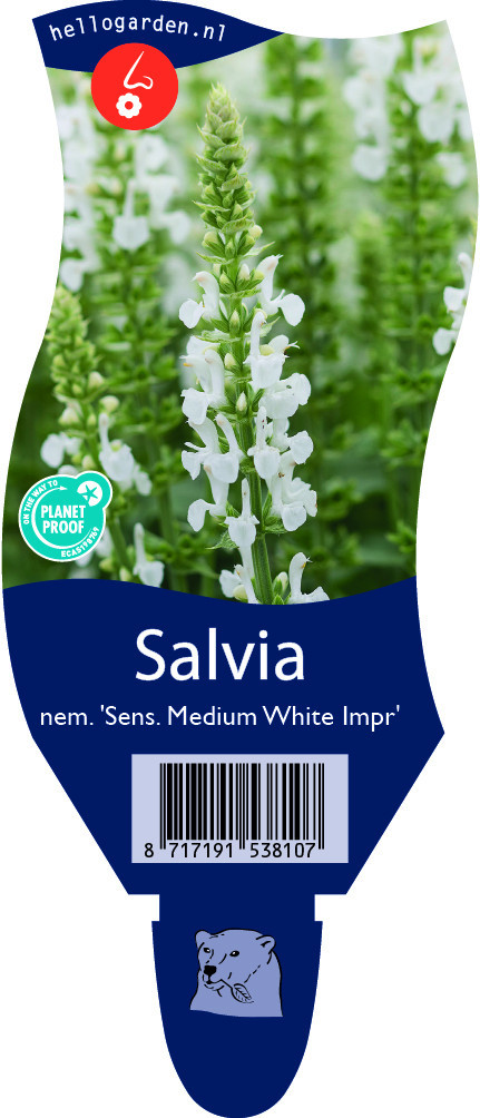 Salvia nem. 'Sens. Medium White Impr'