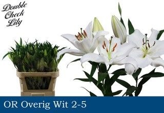 Lilium Or 80cm 2/4bl