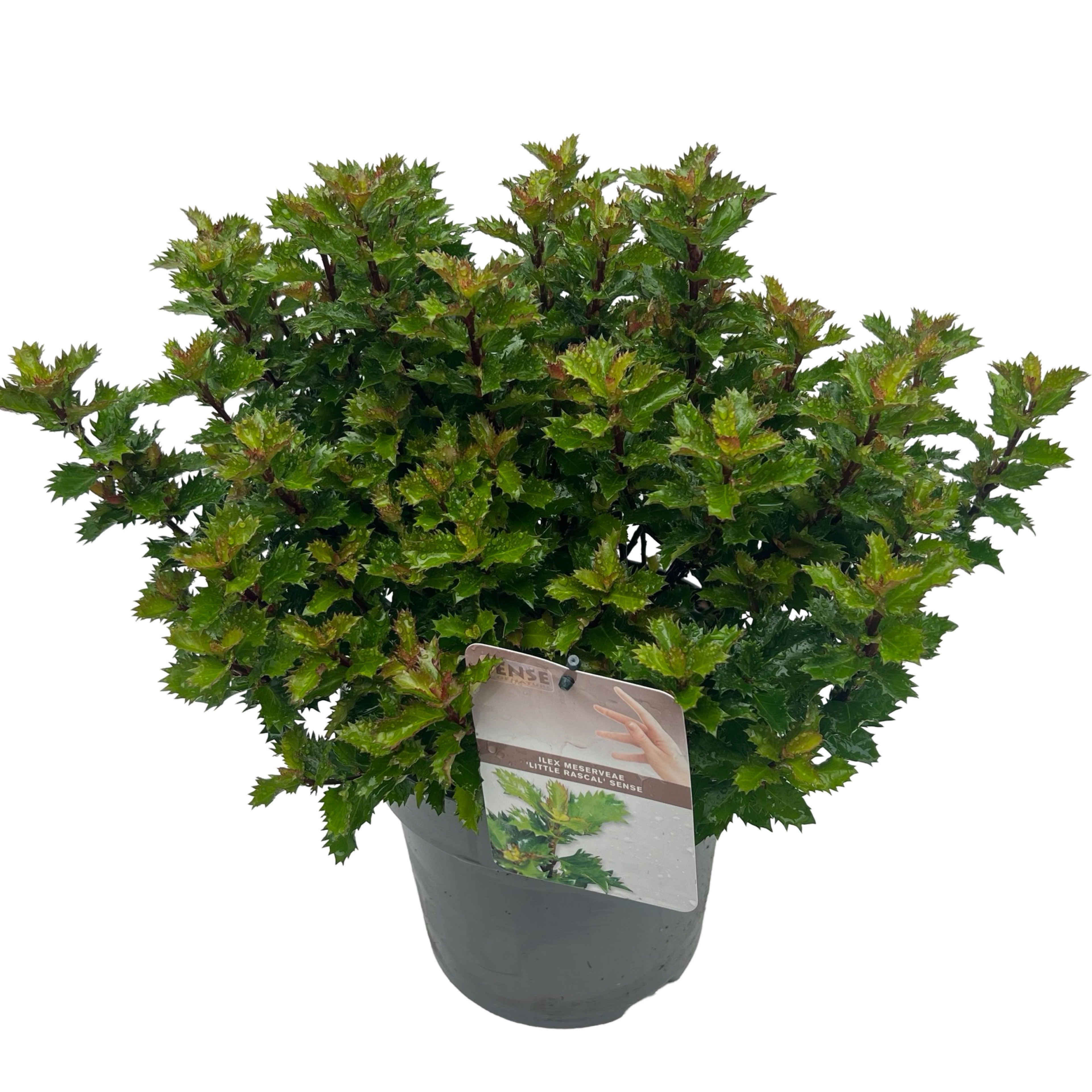 Picture of Ilex 'Little Rascal' sense bolvormig