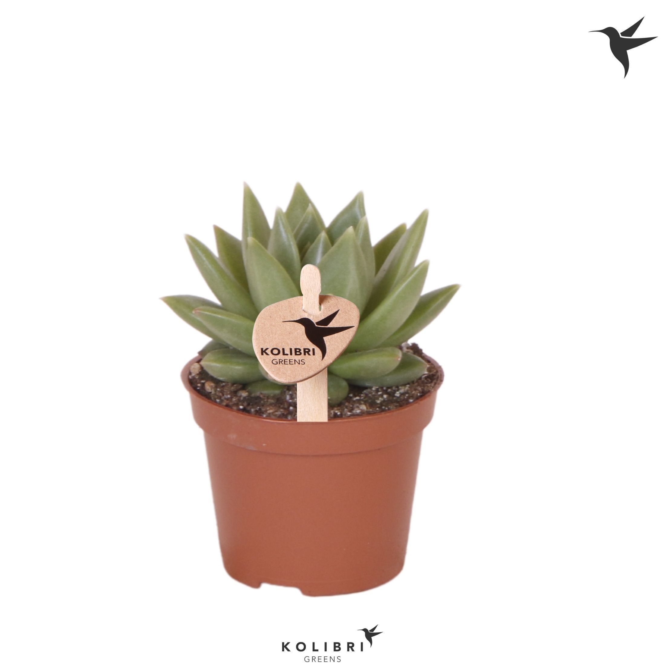 Echeveria Kolibri Greens Succulenten Echeveria Nekkar