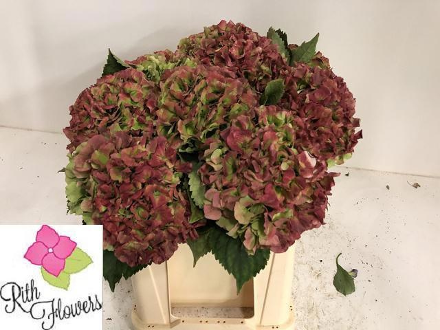 Hydrangea Verena Classic Pink 50cm 20Ø