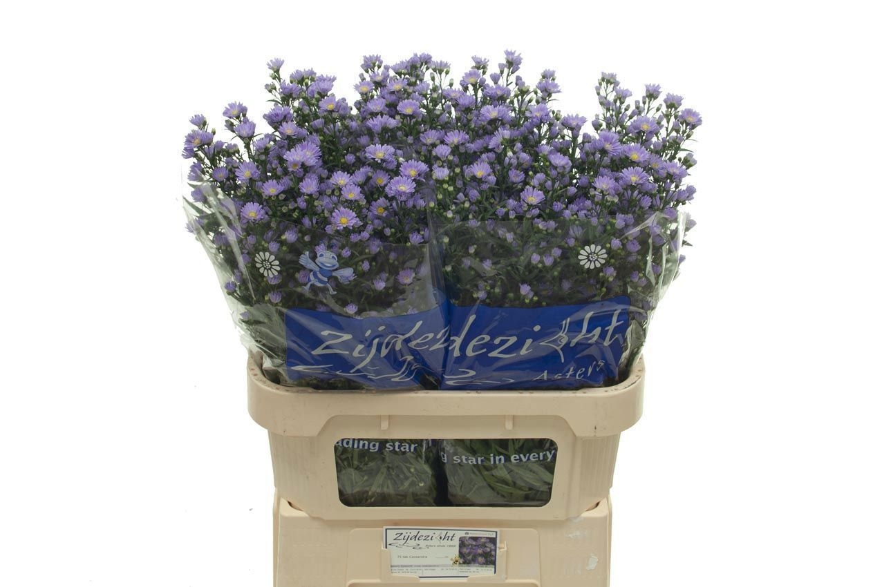 Aster Cassandra 80cm 40gram