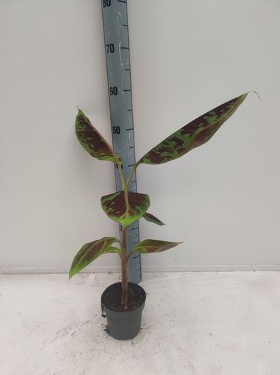 Musa Zebrina