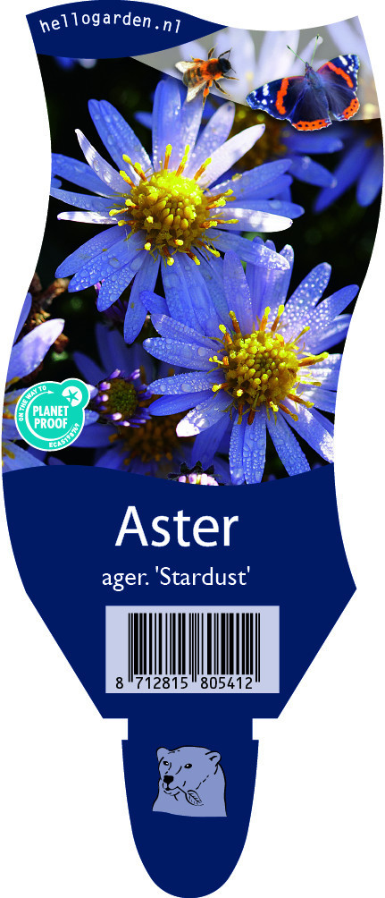 Aster ageratoides 'Stardust'