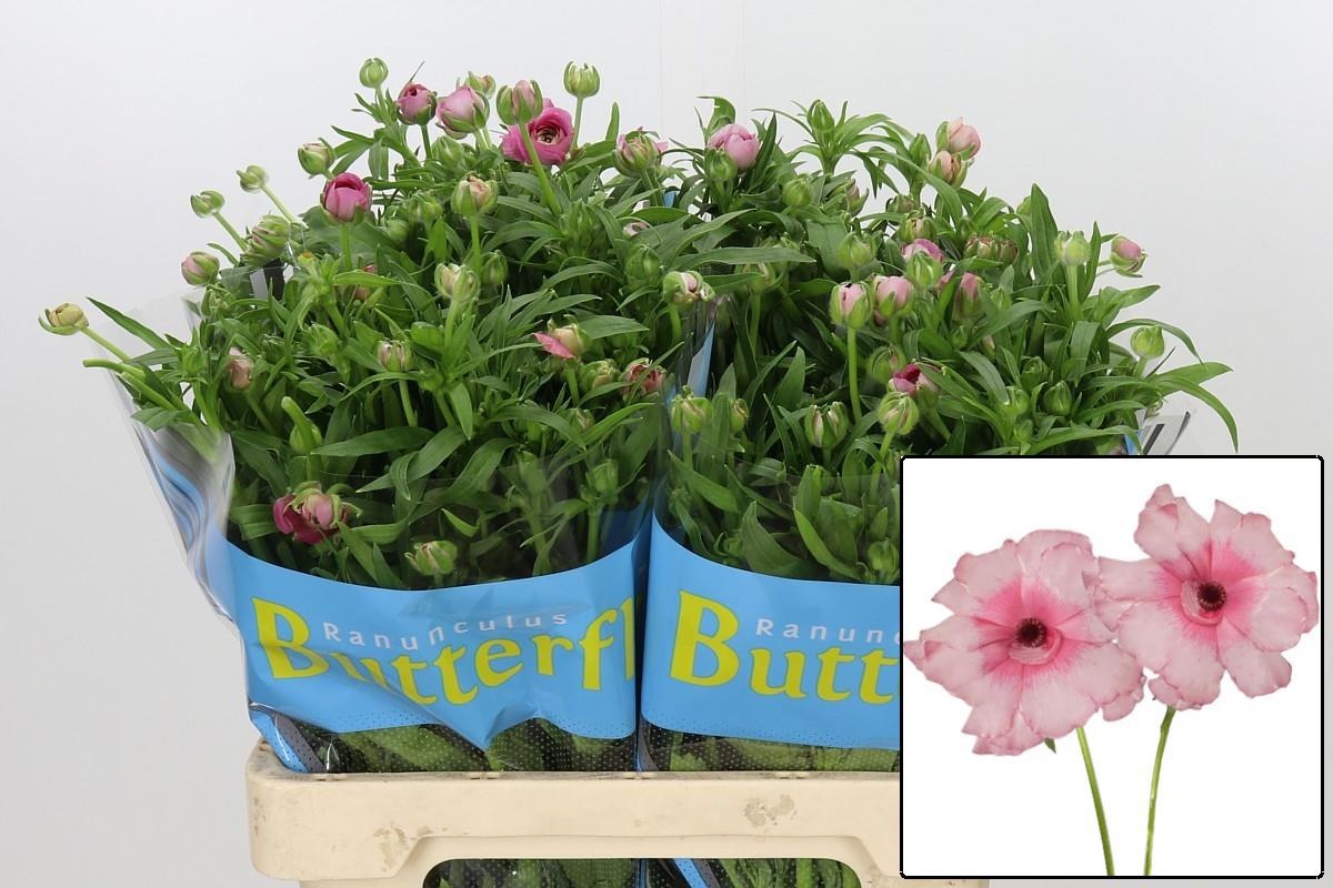 Ranunculus Butterfly Jupiter 60cm
