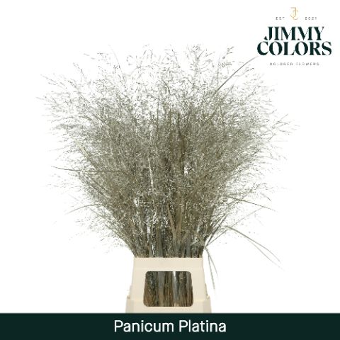 Panicum L90 Mtlc. Platina