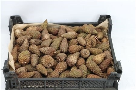 Stick Pine Cone Wax