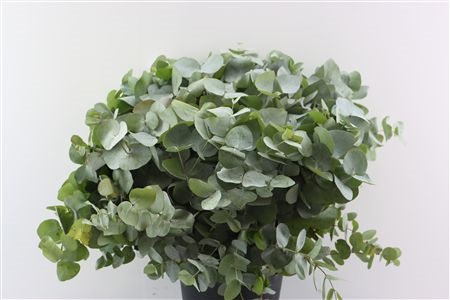 Euca Ov Blad