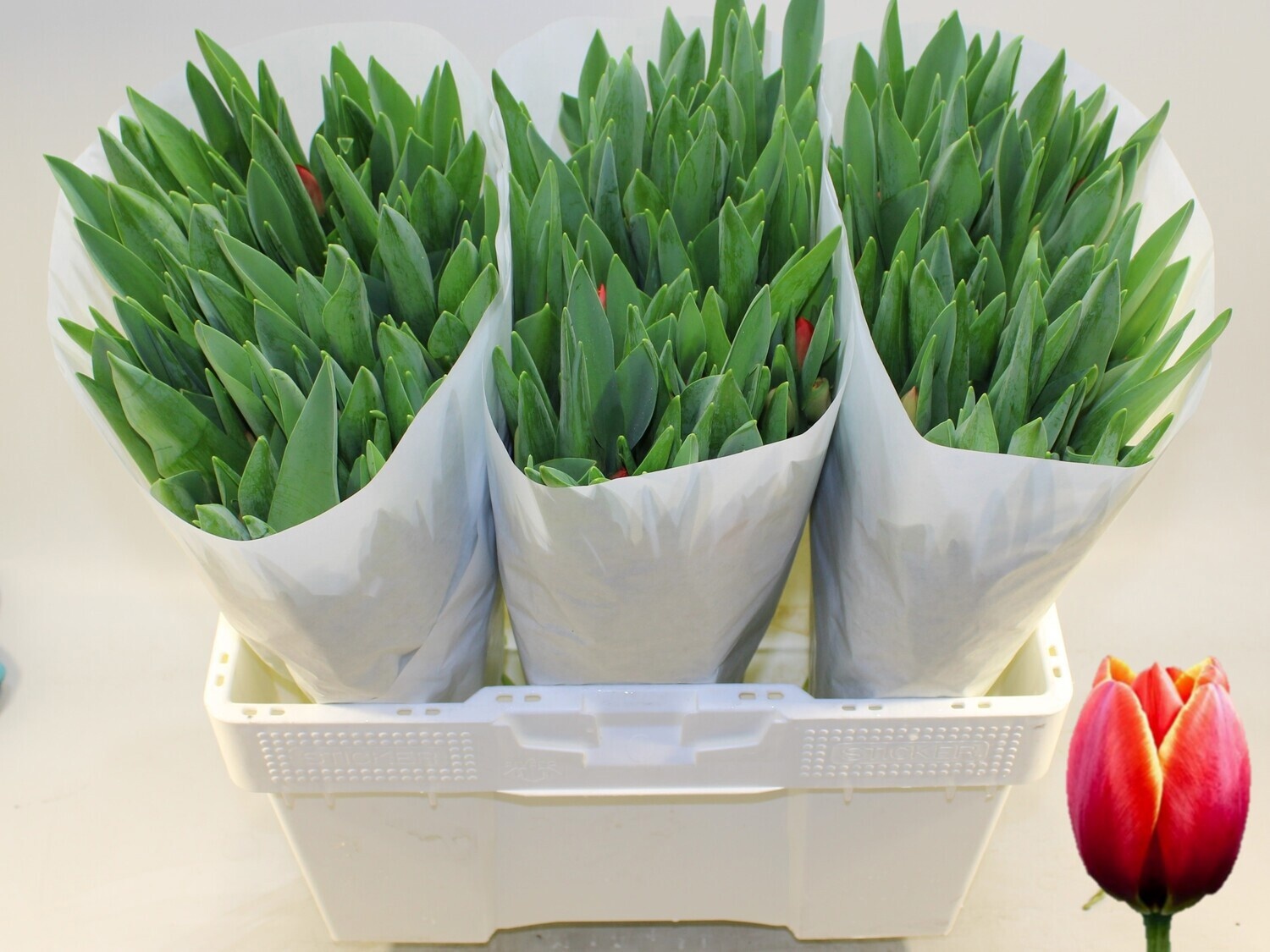 Tulipa Esta Bonita 42cm 35gram