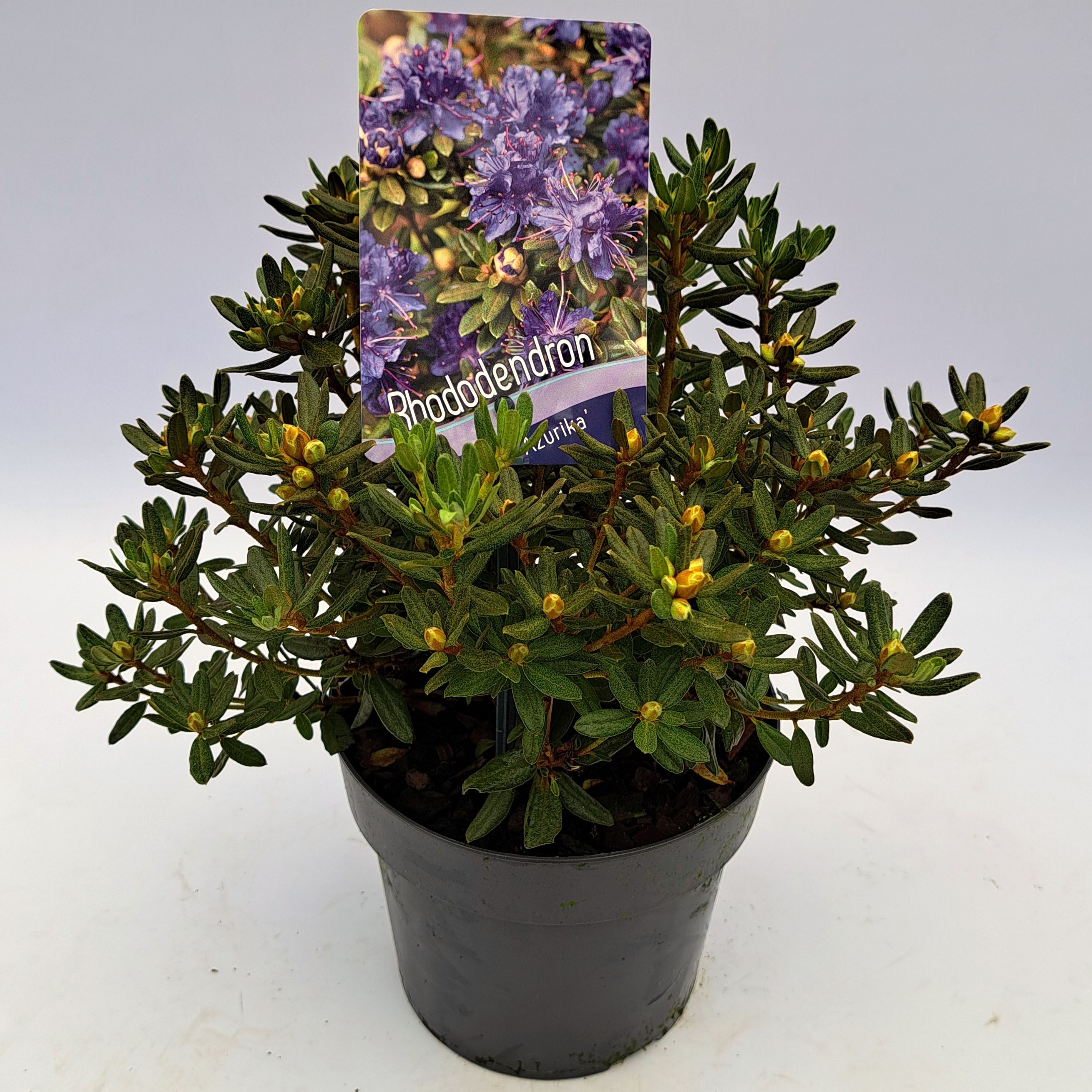 Picture of Rhododendron Azurika P17 (2 Ltr) (LOOSE)