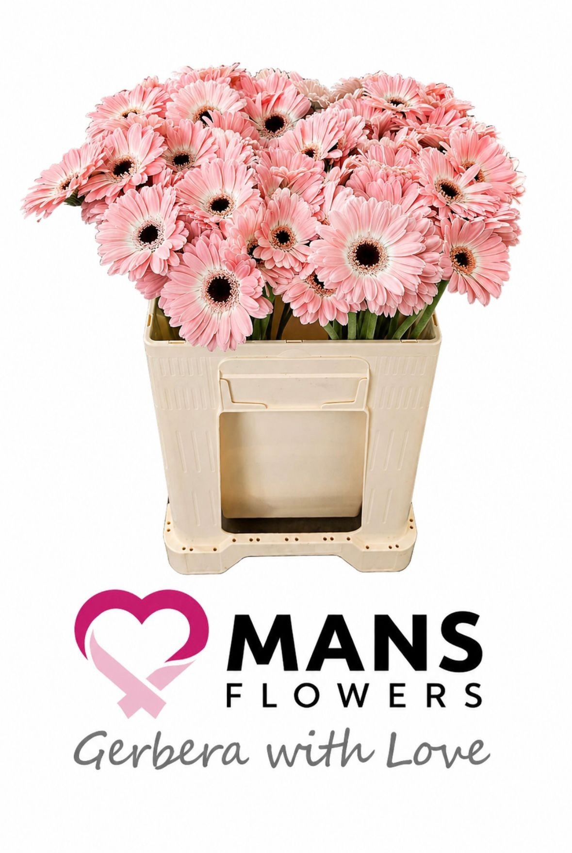 Gerbera Mini Dixon