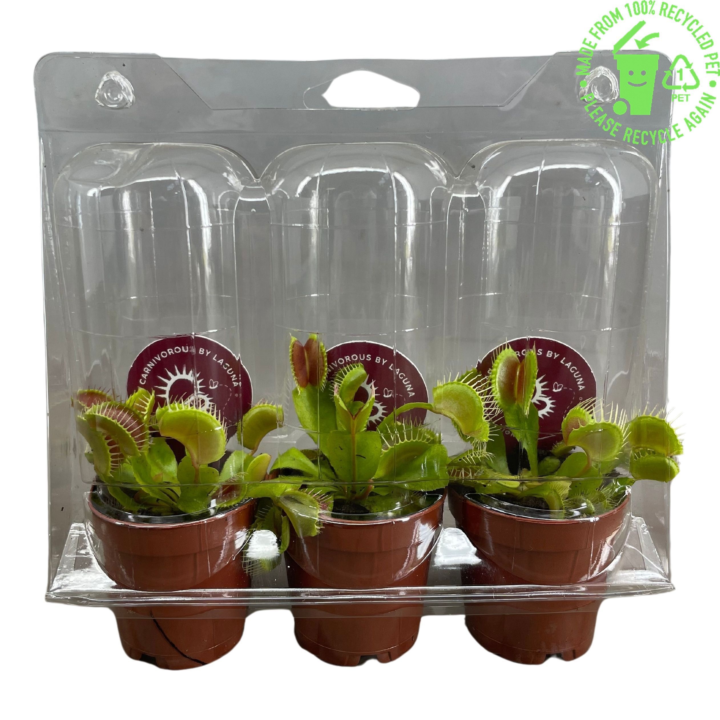 Dionaea Muscipula , 3 stuks in transparante blister