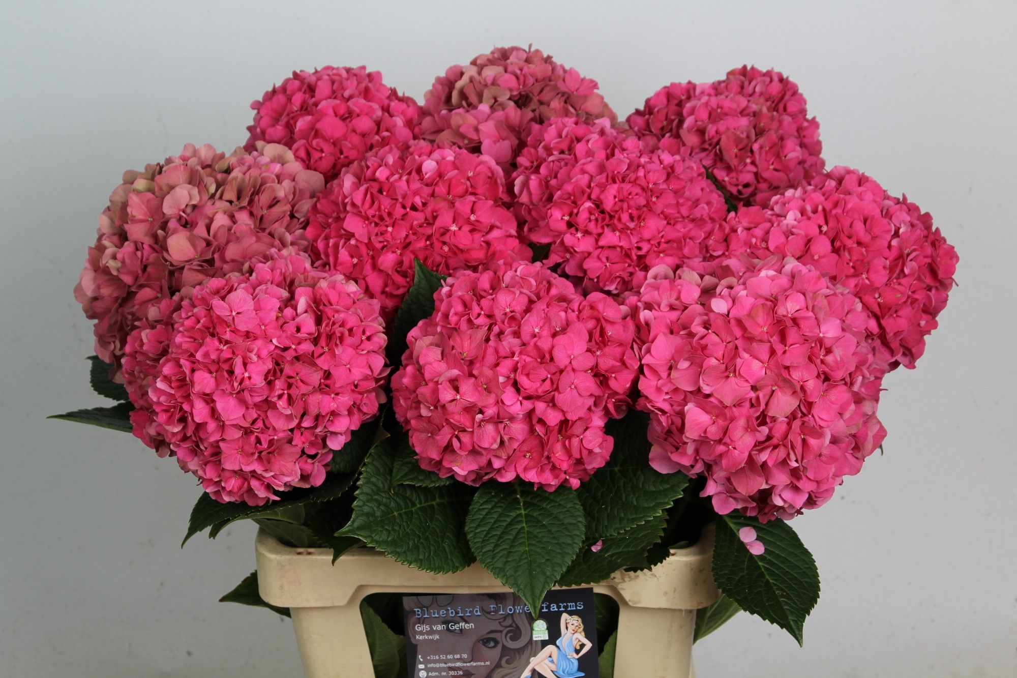 Hydrangea Glowing Alps Pink 60cm 15Ø