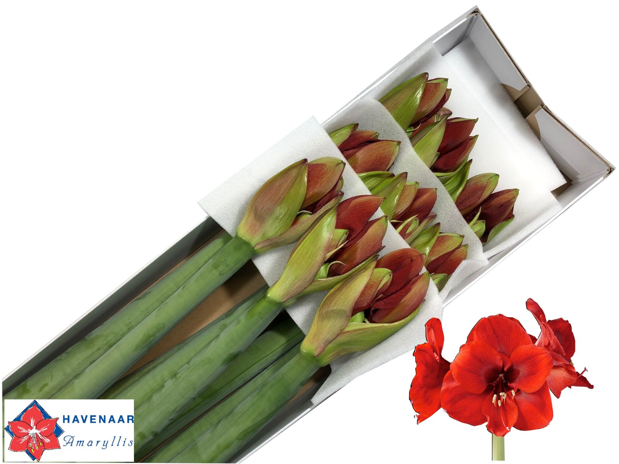 Hippeastrum Ferrari 4bl
