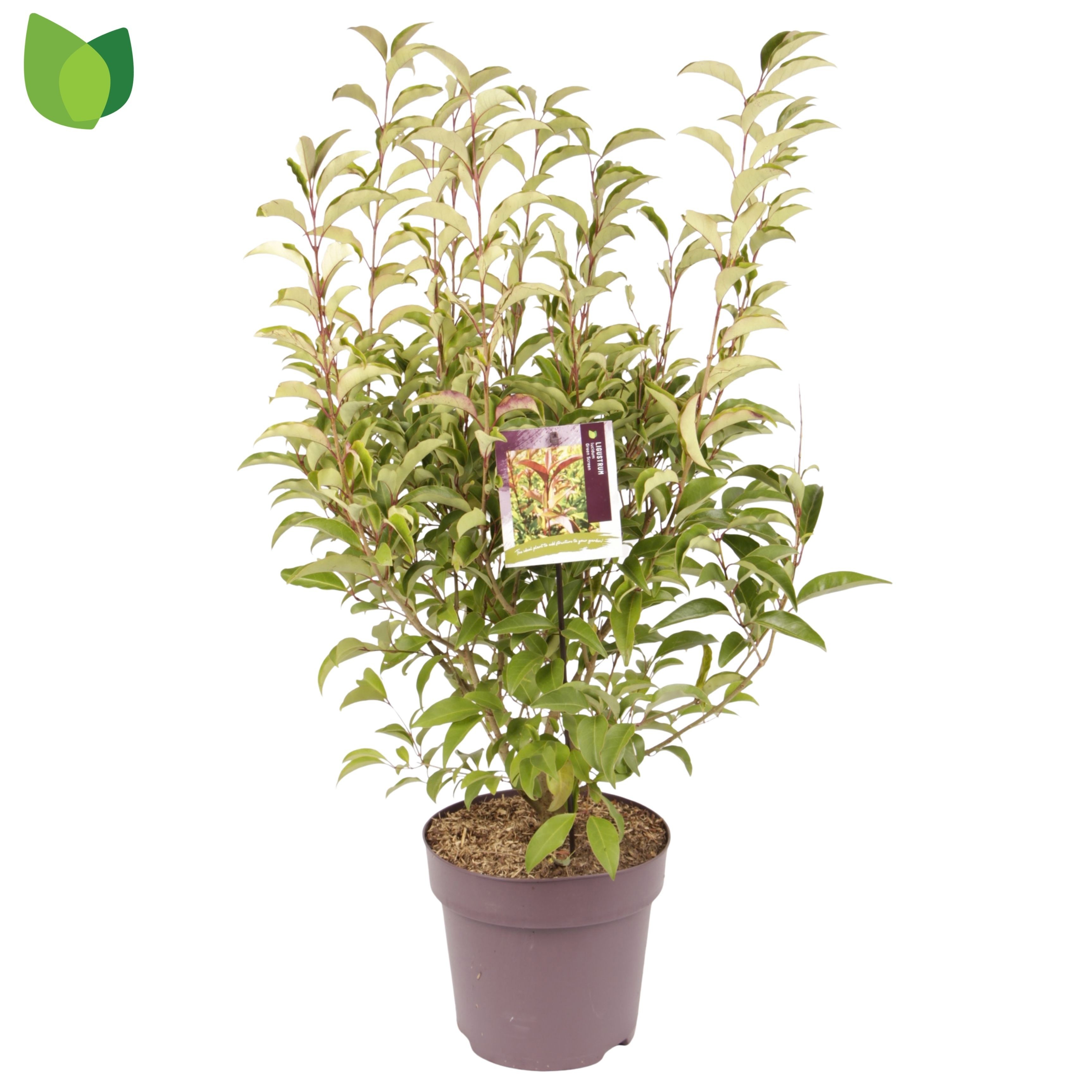 Ligustrum lucidum 'Green Screen'