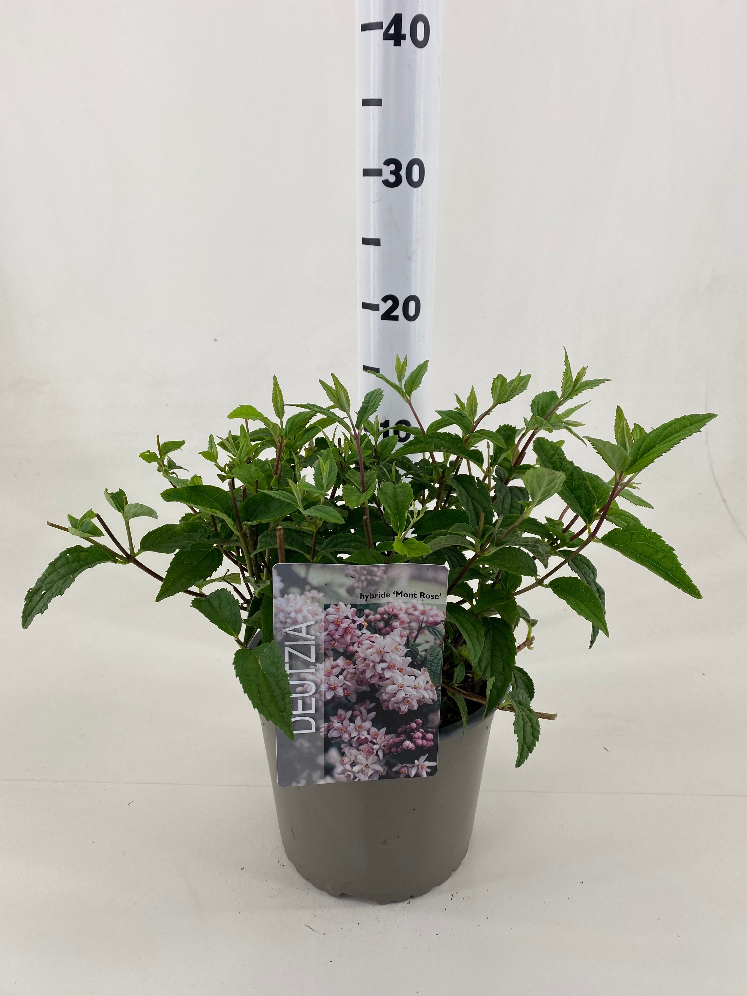 Picture of Deutzia x hybrida Mont Rose P19 25CM (LOOSE)