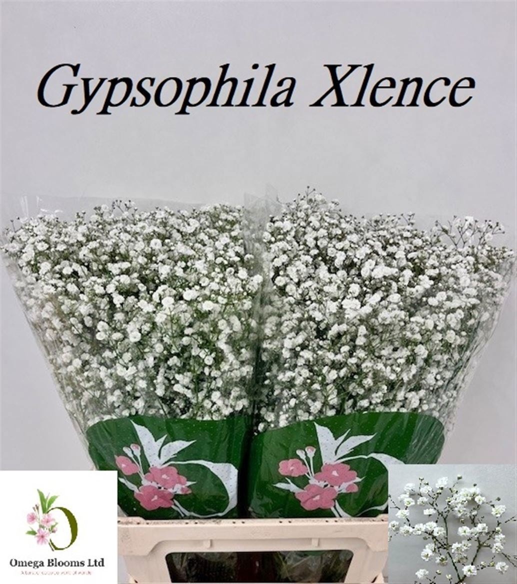 Gyps Pa Xlence