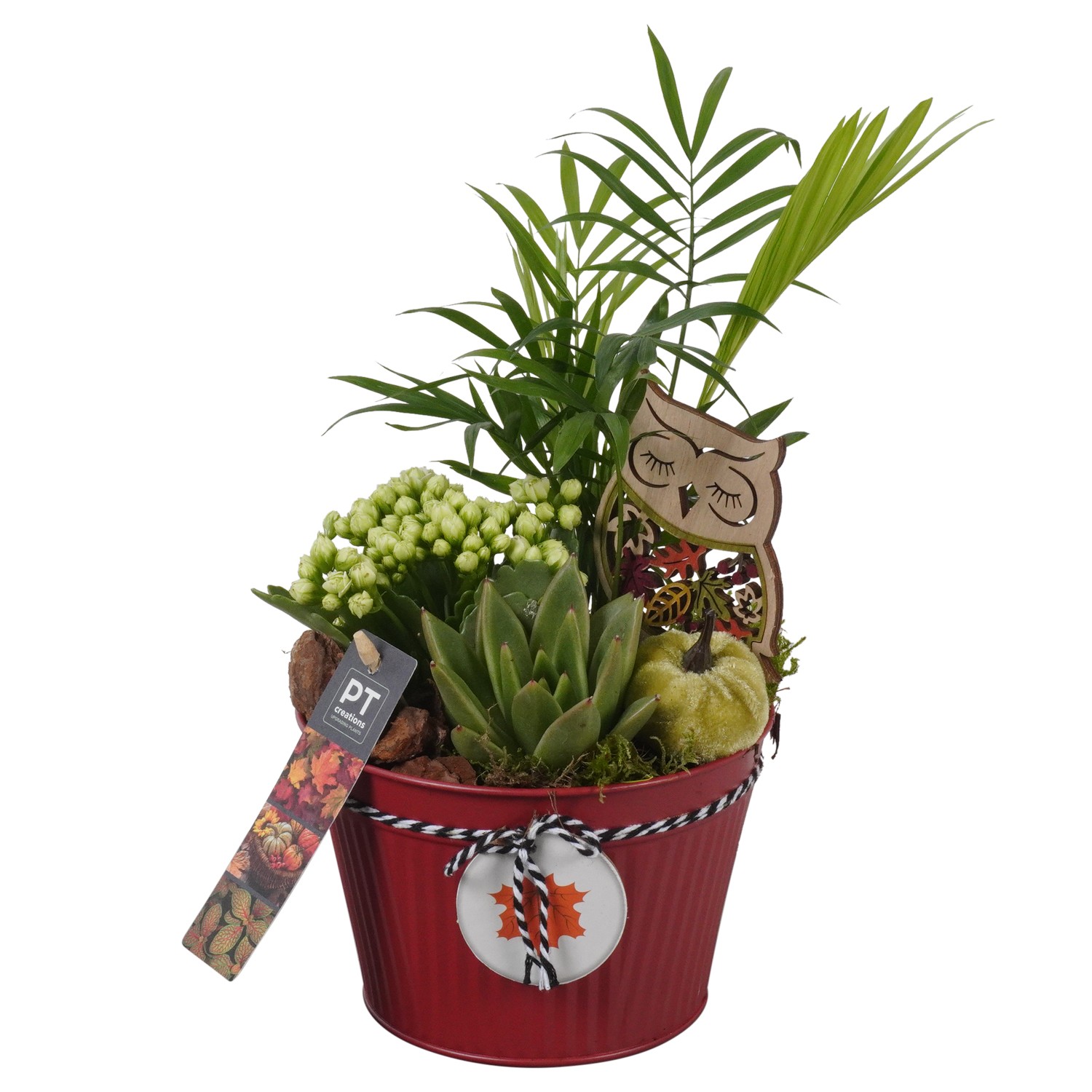 Picture of Arrangement Autumn Indoor in zinc pot PTHI7020 P15 30CM