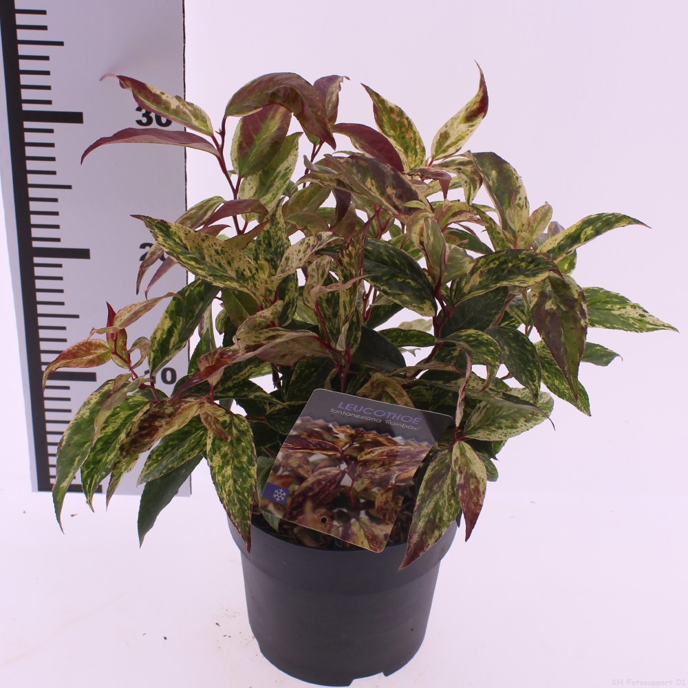 Picture of Leucothoe walteri 'Rainbow'