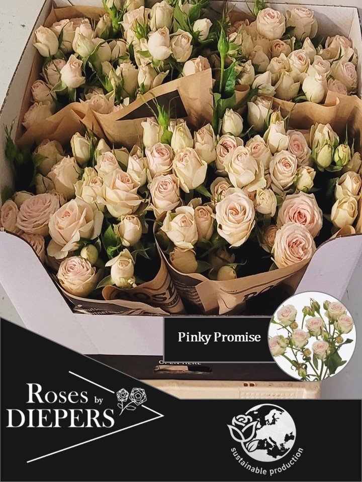 Rosa Spr Pinky Promise 60cm