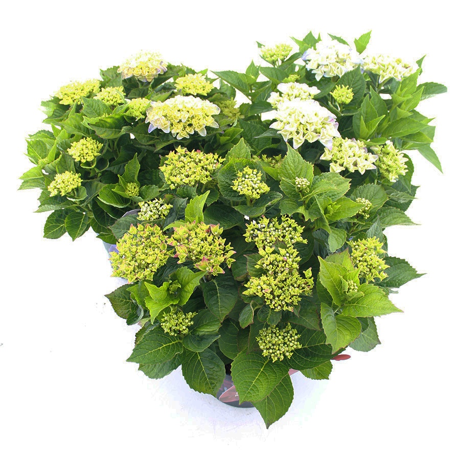 Picture of Hydrangea macr. Music Collection® MIX C5 (23cm.) Kn.
