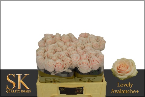 R Gr Lovely Avalanc+