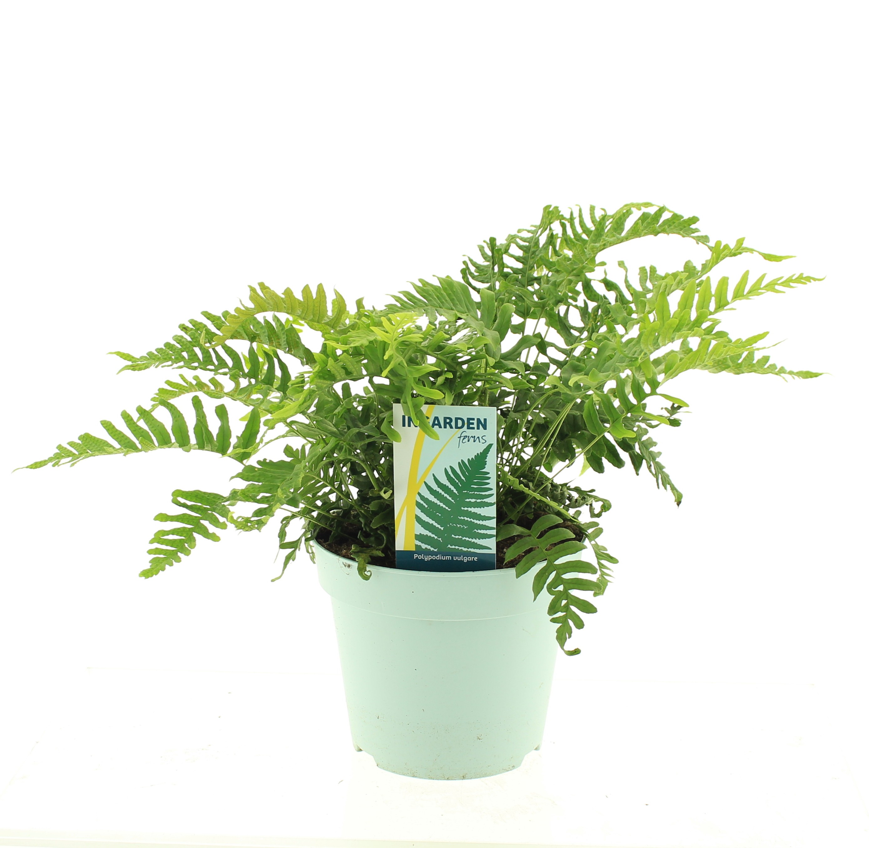 Picture of Polypodium vulgare