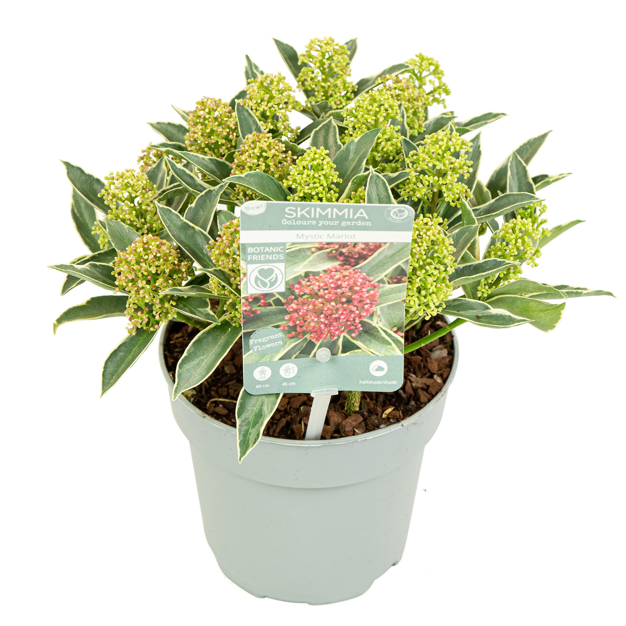 Picture of Skimmia jap. Mystic Marlot P13 12/+-FLOWER