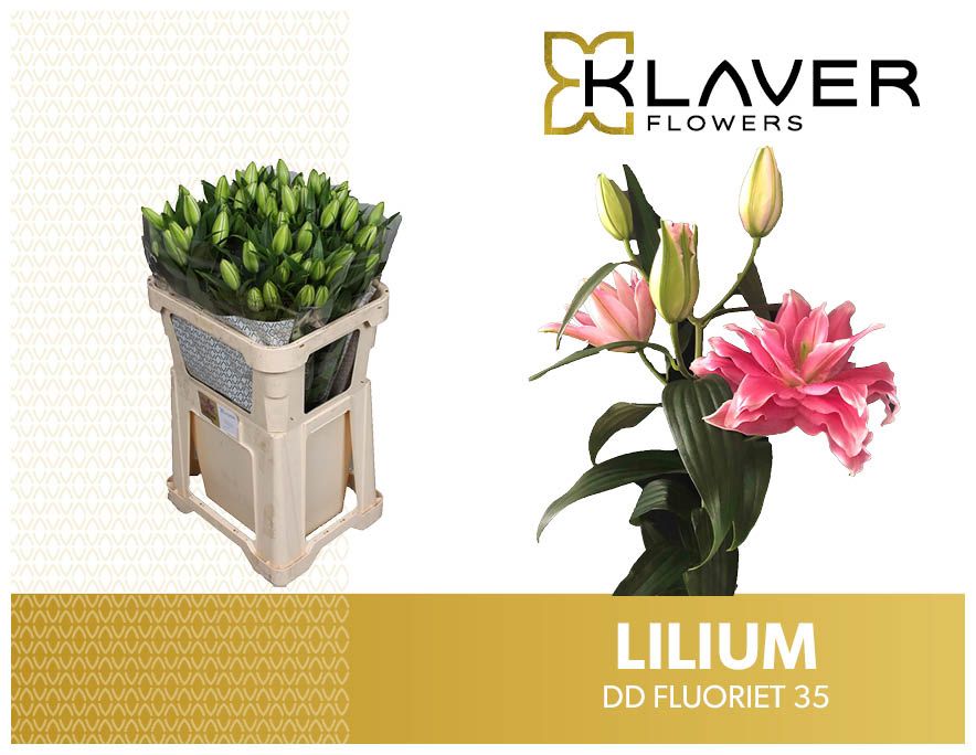 Li Or Dd Fluoriet 80cm 3/5bl