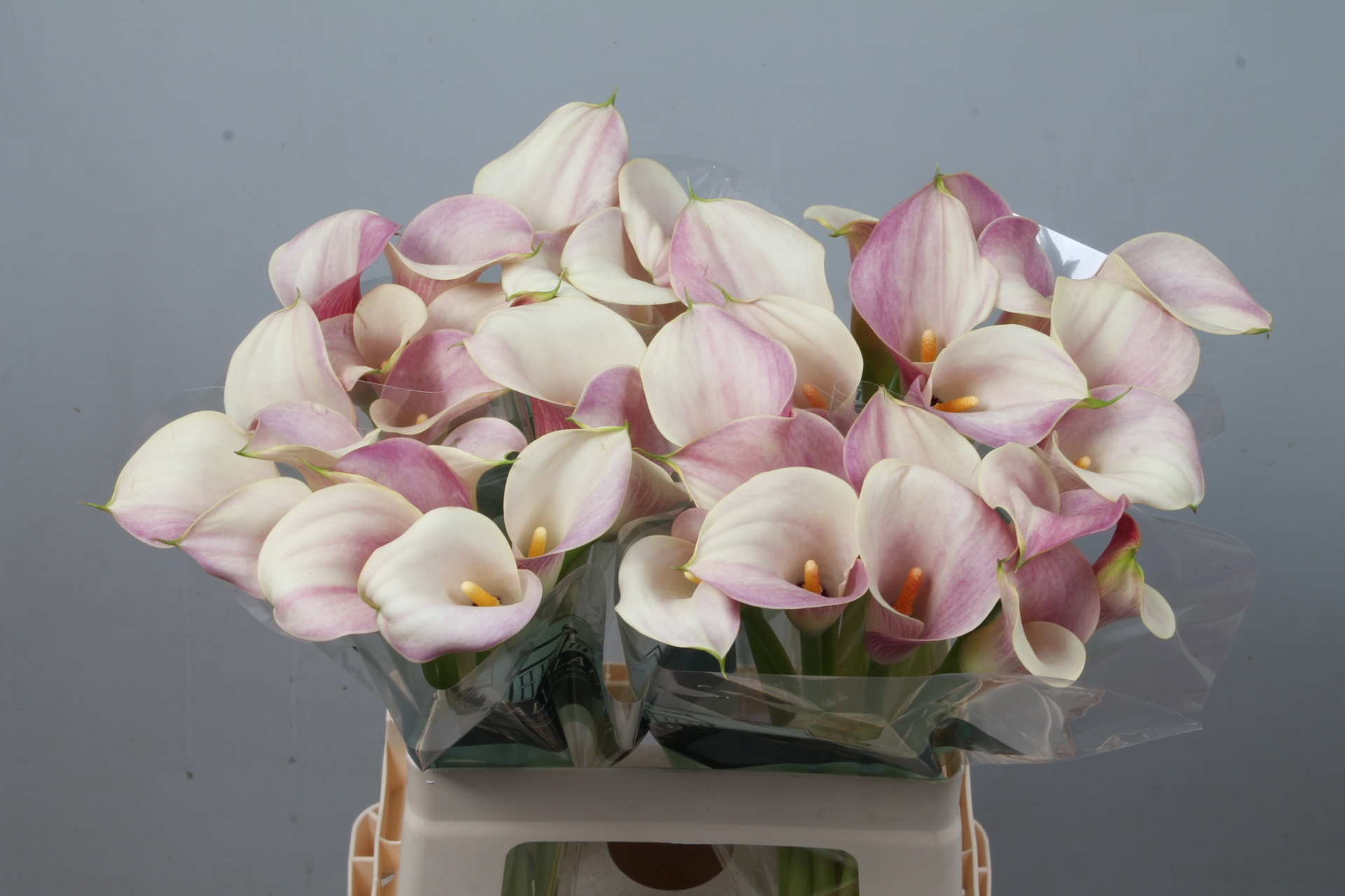 Calla Blushing Lady 60cm