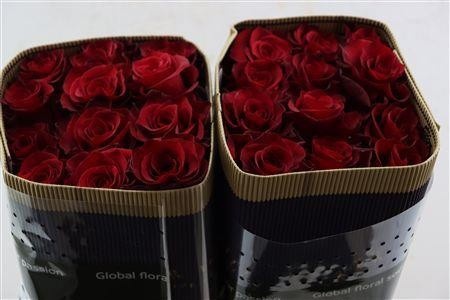 Rosa 60cm