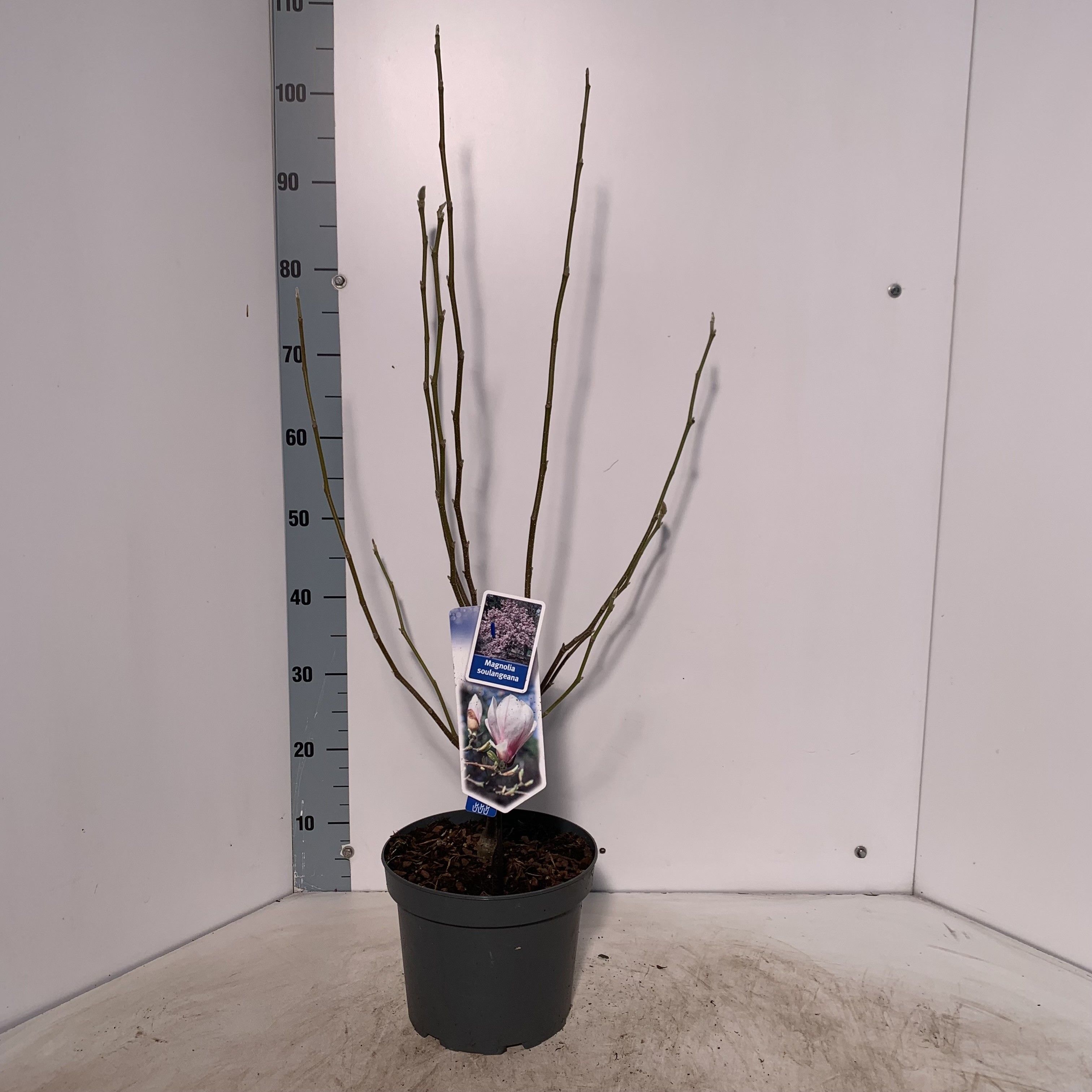 Picture of Magnolia soulangeana