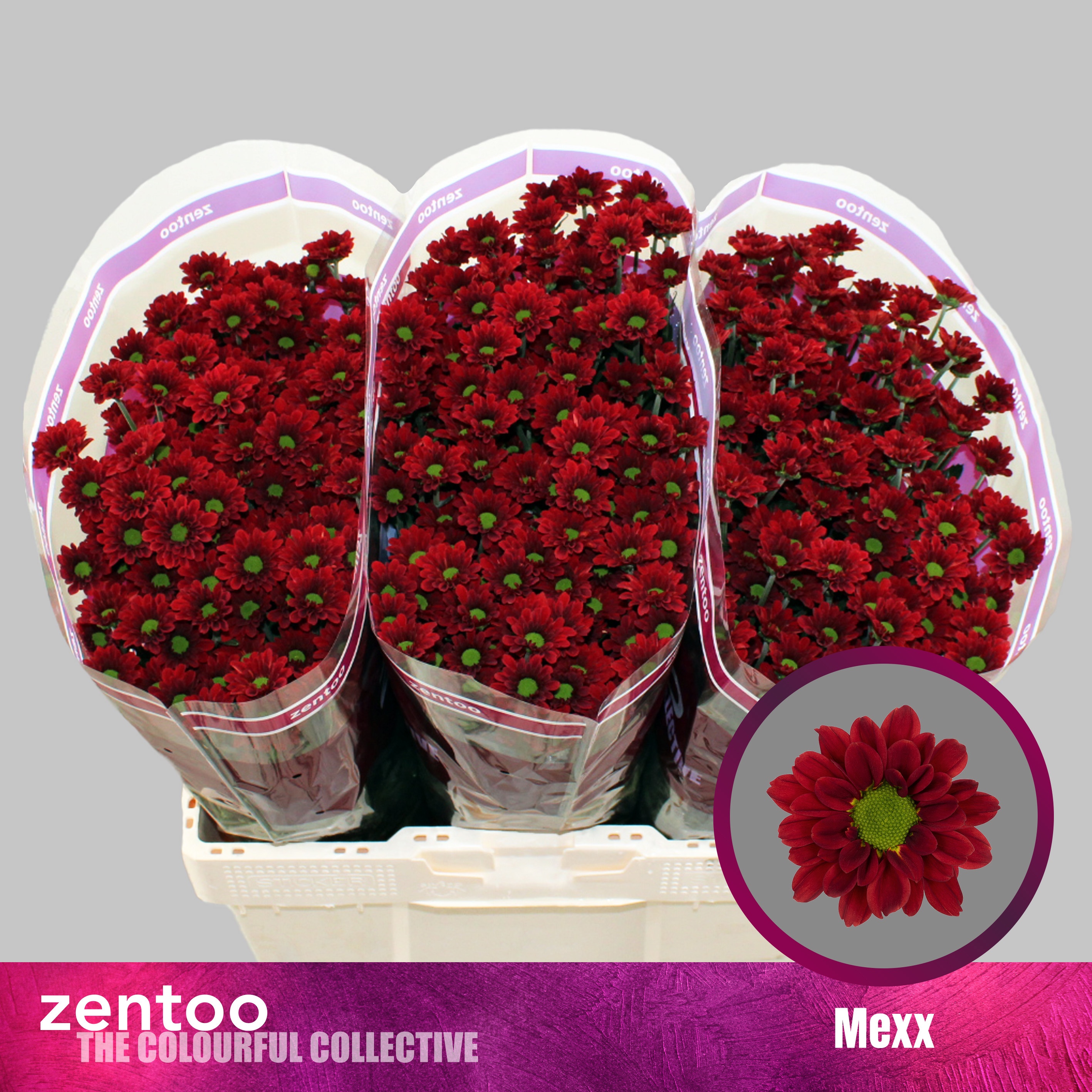 Chrysant Santini Mexx