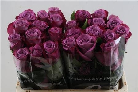 Rosa 50cm