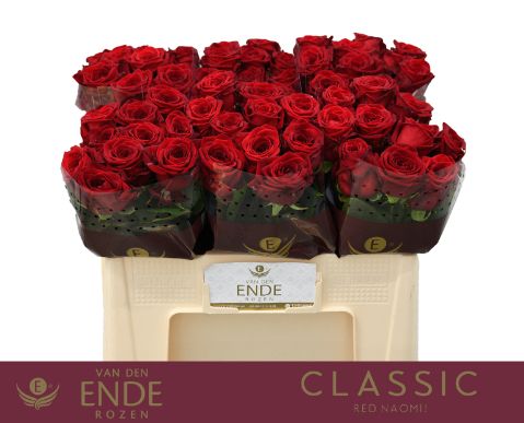 Rosa Red Naomi 50cm