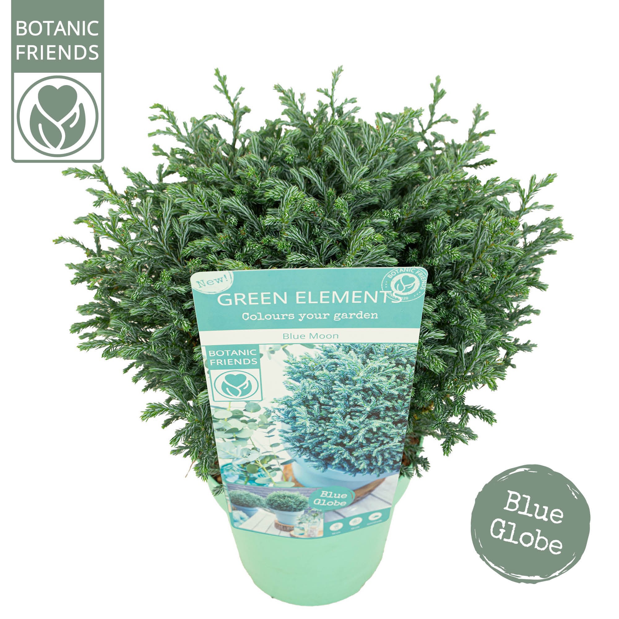 Picture of Chamaecyparis pisifera 'Blue Moon'