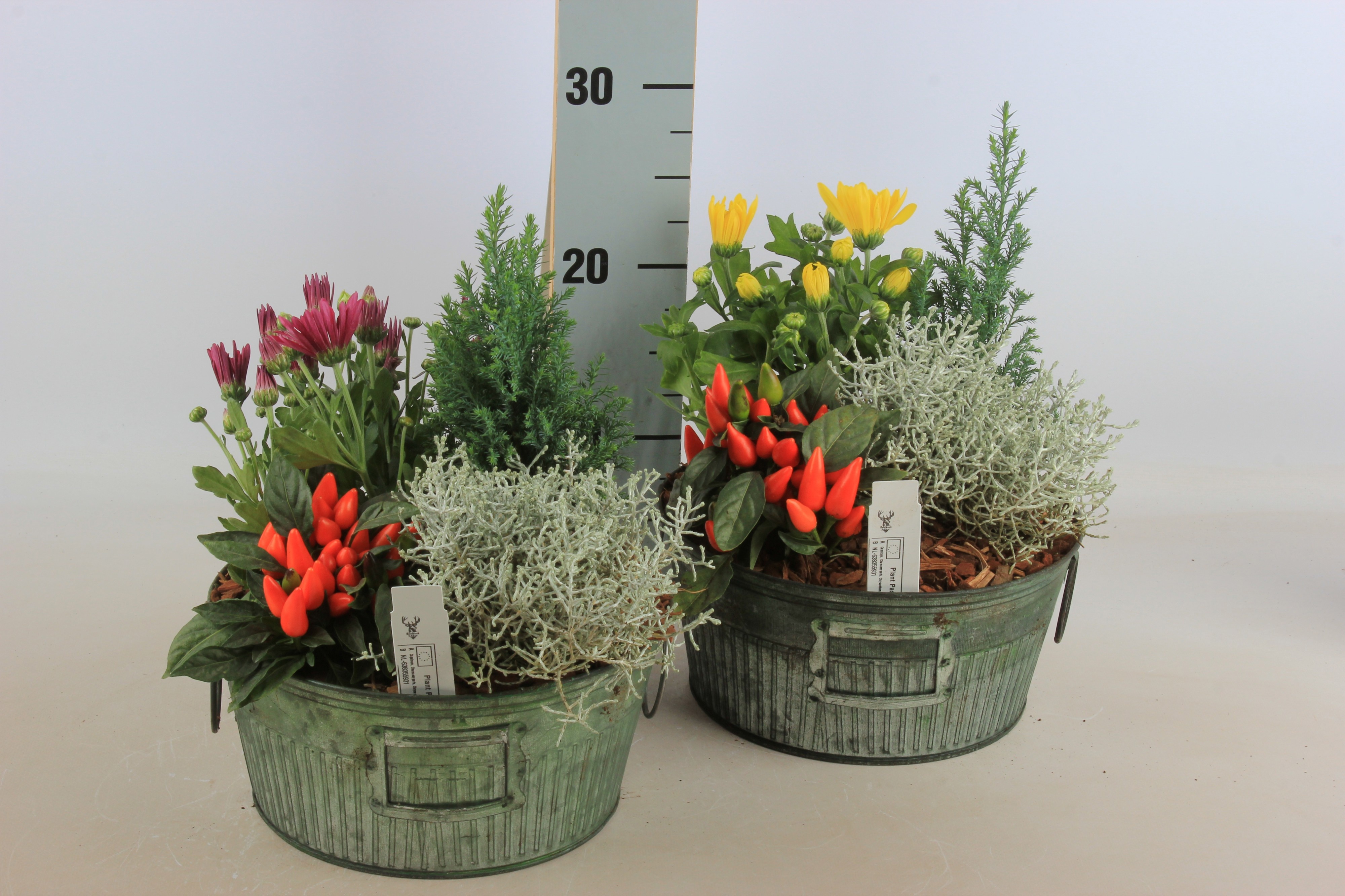 Arr Tuinplanten 24P 20cm 12bloei