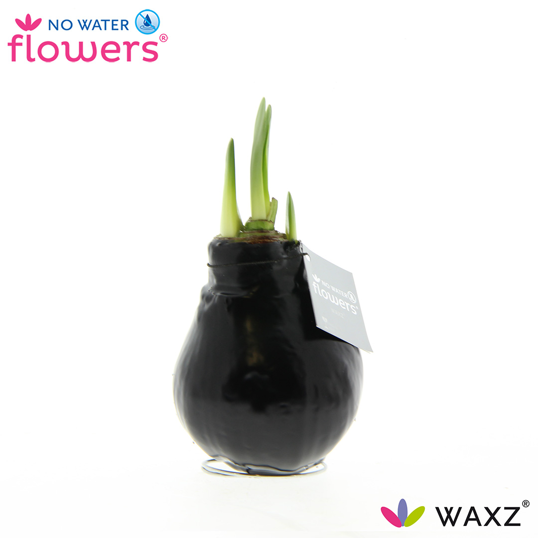 Picture of No Water Flowers Waxz® Black 15CM