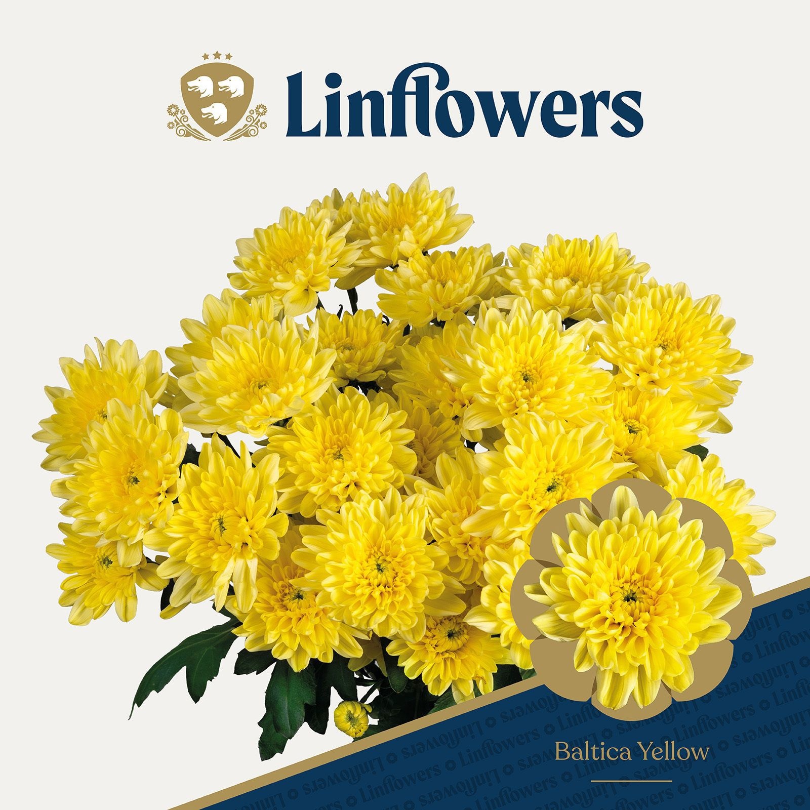 Chr T Baltica Yellow