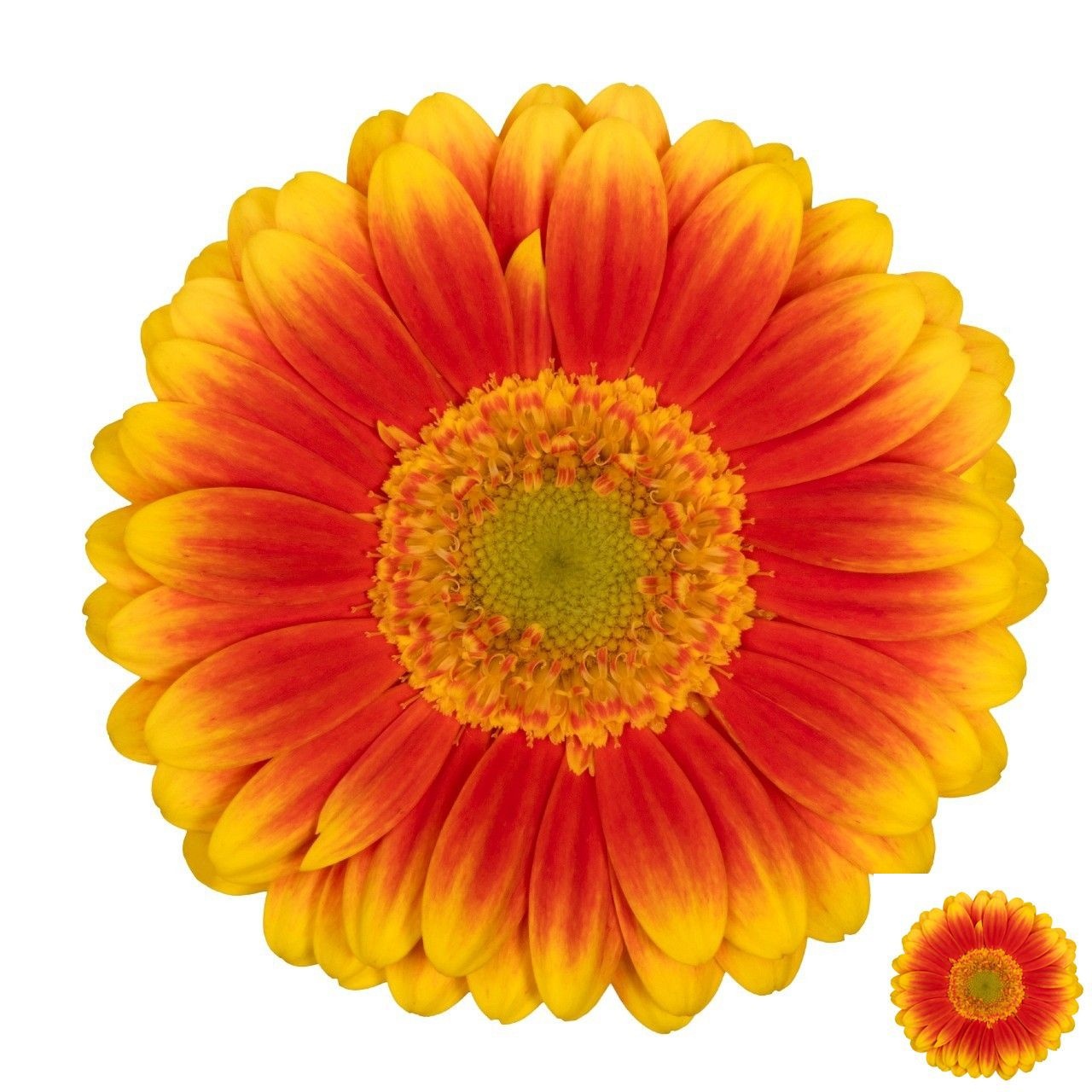Gerbera Mini Kristoff+