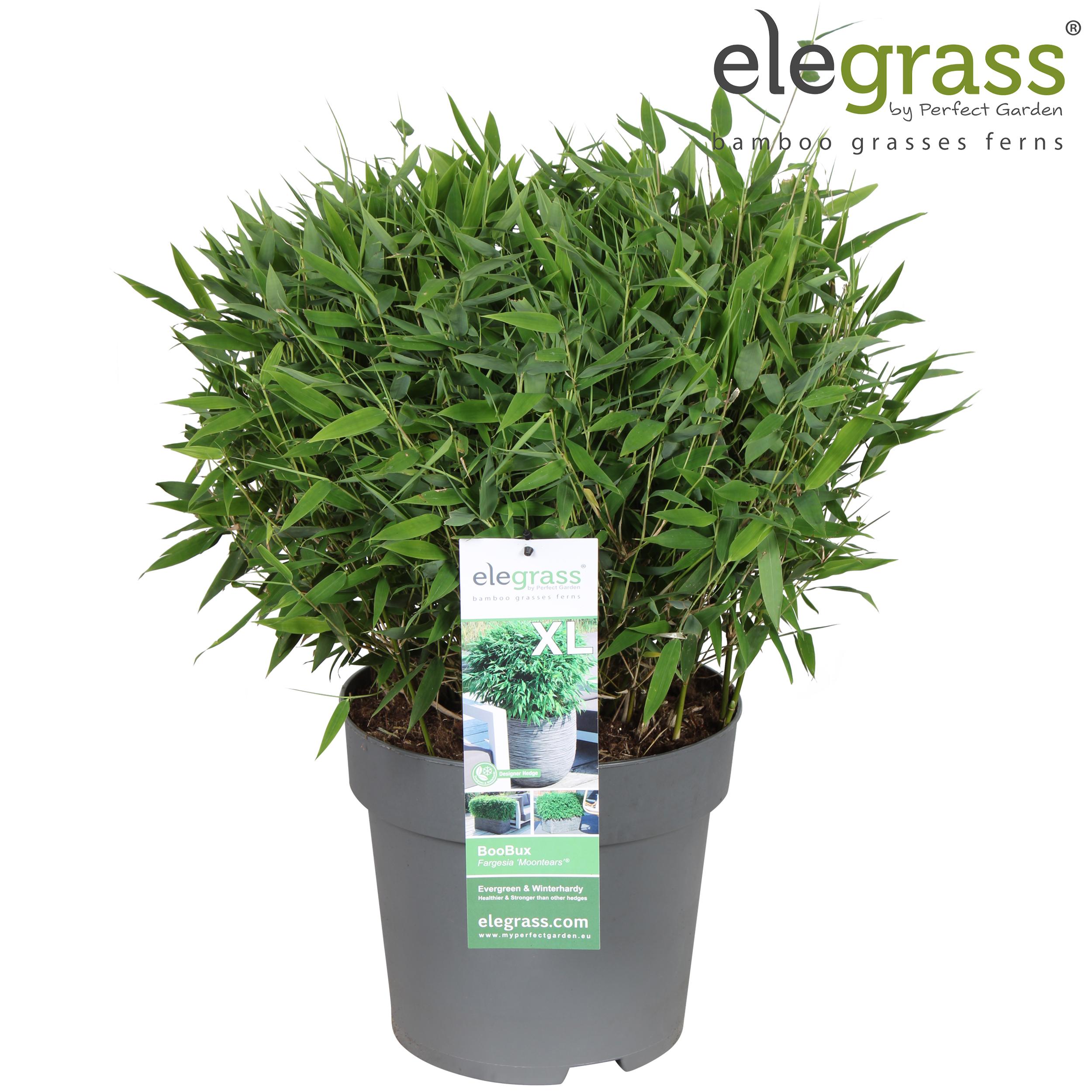 Picture of Fargesia 'Moontears'® Boobux P29