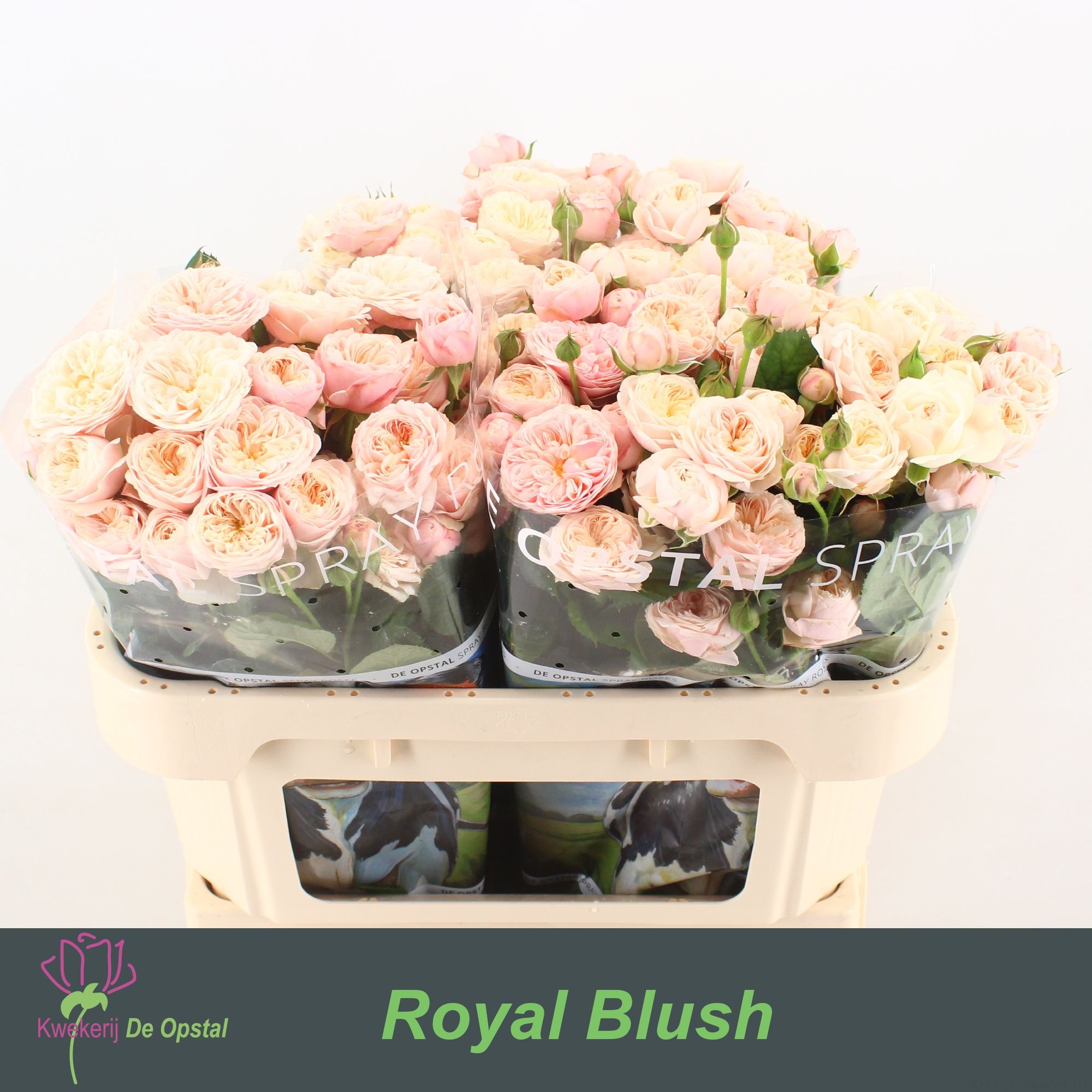 R Tr Royal Blush